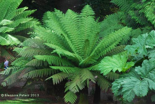 Baumfarn im Trebah garden