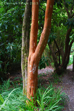 roter Baumstamm
