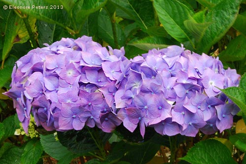 Hortensien blau im Trebah garden