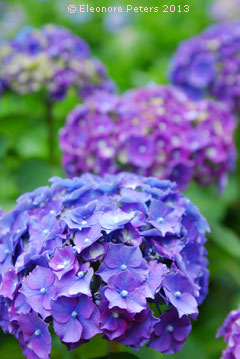 Hortensie