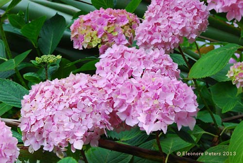 Hortensien im Trebah garden