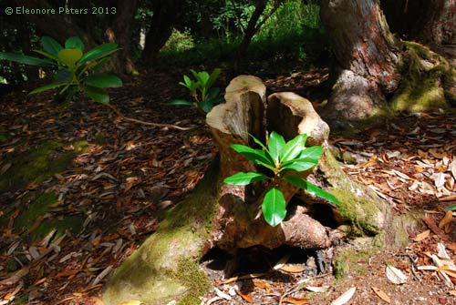 Rhododendron Stamm im Trebah garden