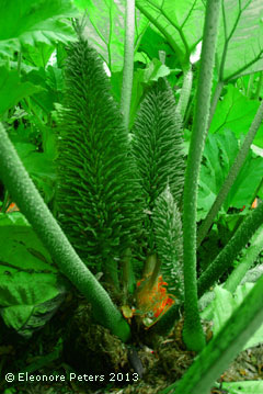Riesenrhabarber im Trebah garden