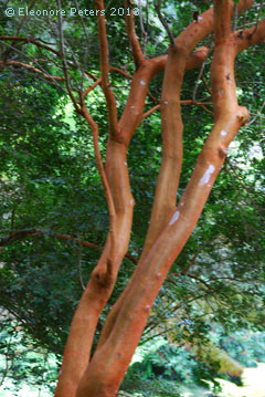 roter Baumstamm
