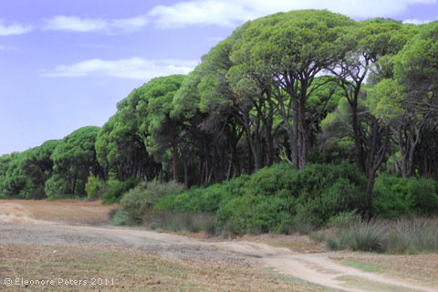 Pinienwald