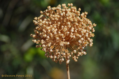 Knoblauchblüte Fruchtstand