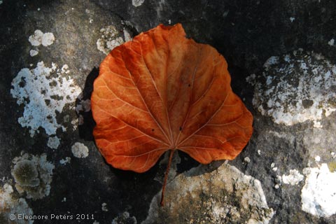 Blatt auf Stein