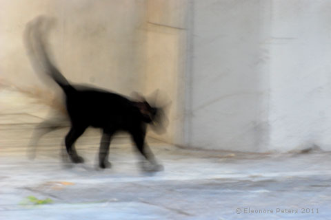Bewegte Katze