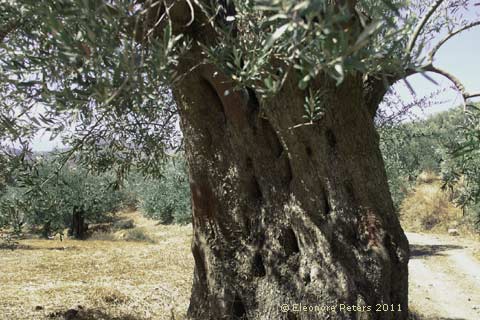 Olivenstamm