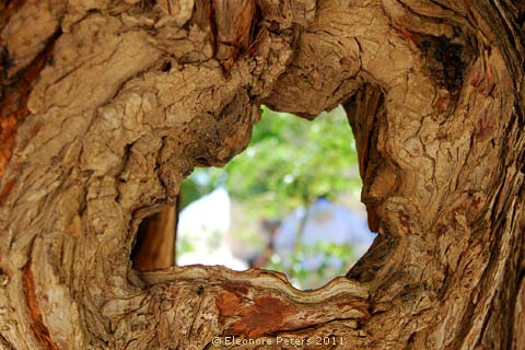 Loch im Holz
