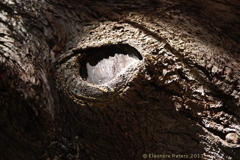 Holzauge