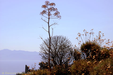 Pflanzen auf dem Monemvasia Plateau