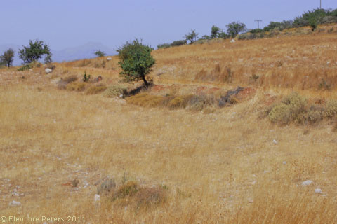 Trockene Grashänge