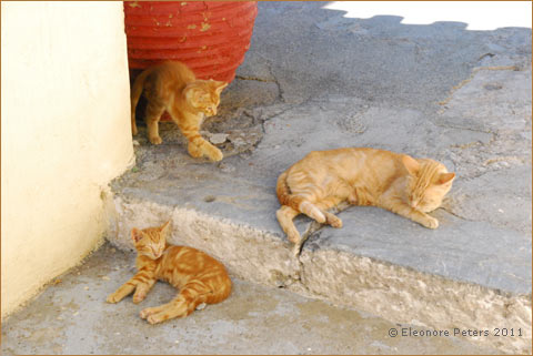 drei rote Katzen im Kloster Pantanassa