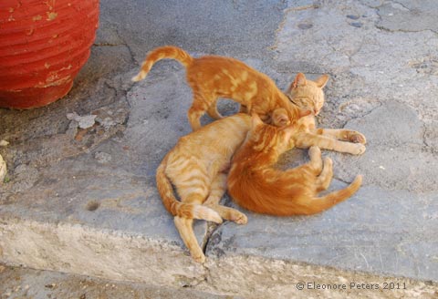 3 rote Katzen