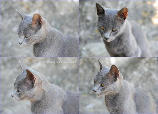 graublaue Katze