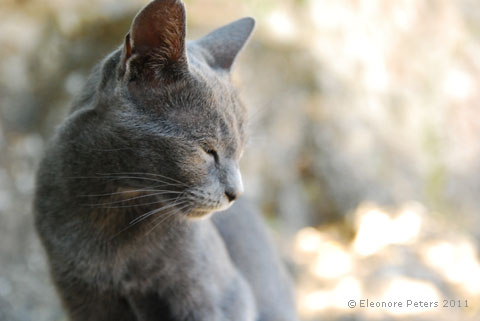 Katze grau