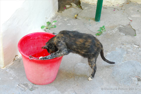 Katze am Eimer