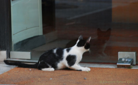 schwarz-weiße Katze