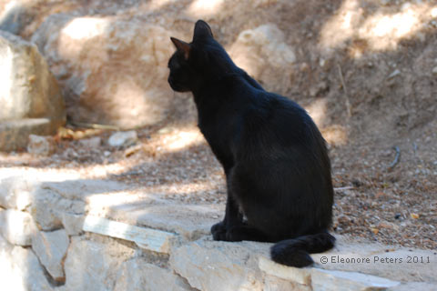 Katze in Delphi