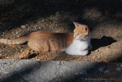 rote Katze
