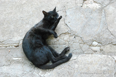 Katze schwarz