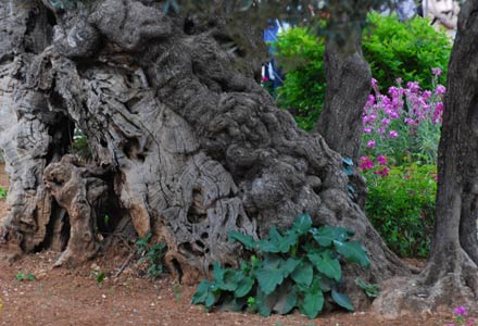Stamm einer tausendjährigen Olive