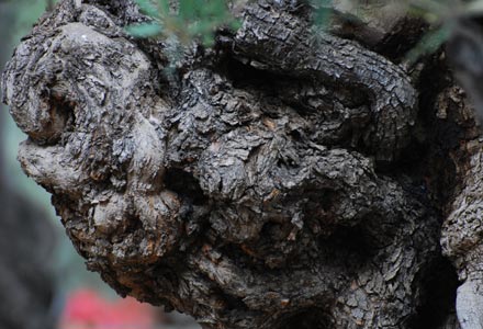 zweitausendjähriger Olivenbaum Detail