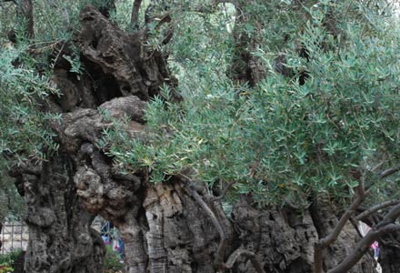 tausend Jahre alter Olivenbaum