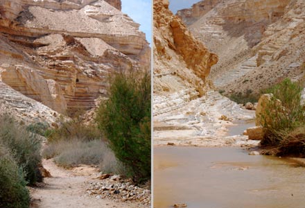Canyon Ein Avdat Israel