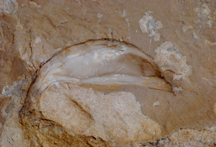 Canyon Ein Avdat Israel