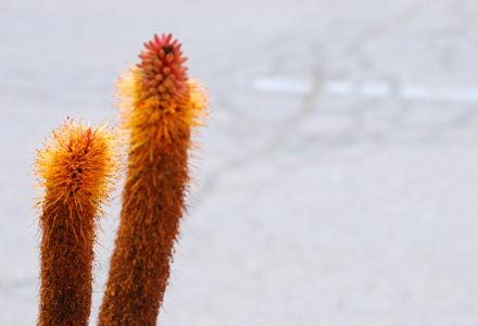 Blüte einer Sukkkulente