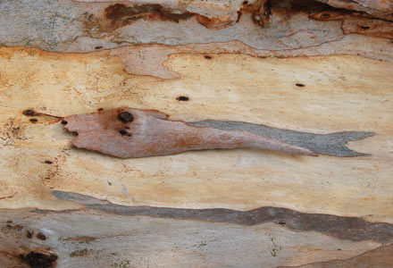 Baumrinde Eukalyptus