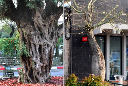 alte Bäume Tiberias