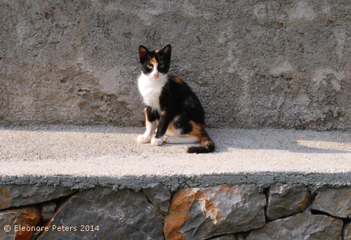 Katze braun-schwarz-weiß