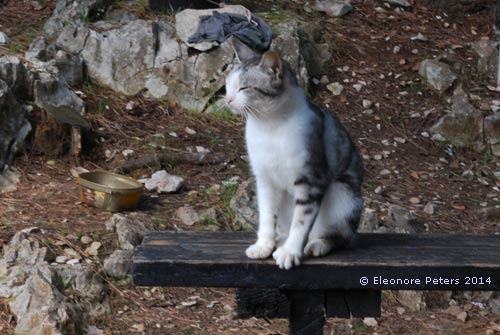 Katze