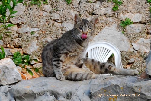 Katze bei ihrer buchstäblichen Wäsche