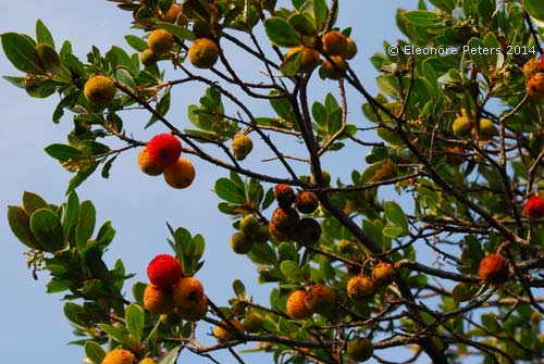 Erdbeerbaum