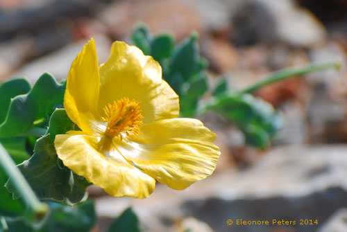 Gelbe Blüte Mohn ähnlich