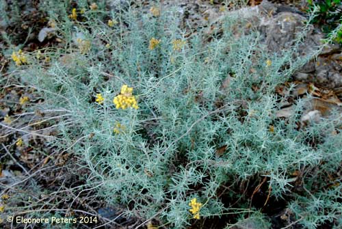 Immortelle