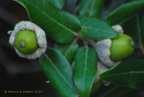 Frucht einer Steineiche
