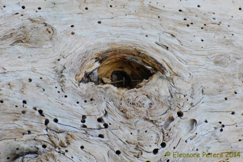 Auge im Holz