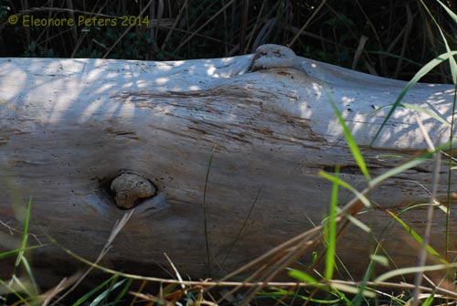 Holzaugen