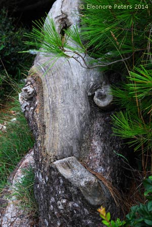 von der Natur geformtes lusties Holz
