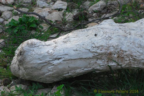 lustig geformtes Naturholz