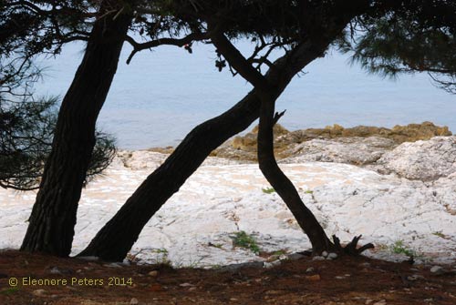 Kiefer auf Losinj Kroatien