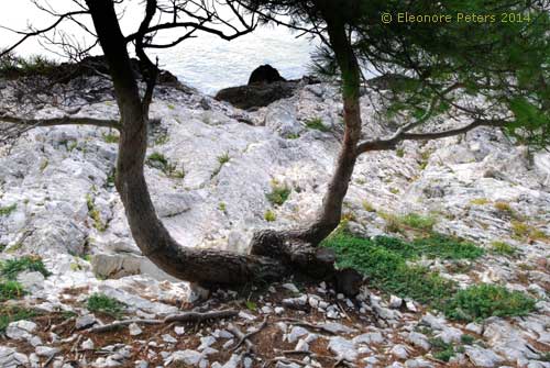 Bizarre Kiefer auf 