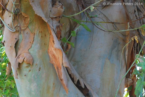 Eucalyptus-Baum