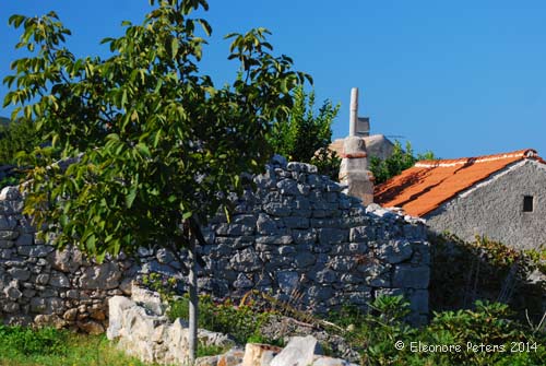 Hausruine mit Feigenbaum