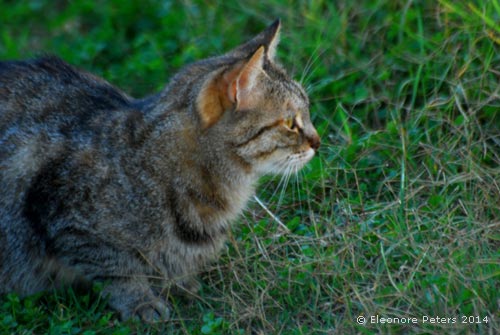 Katze auf der Lauer